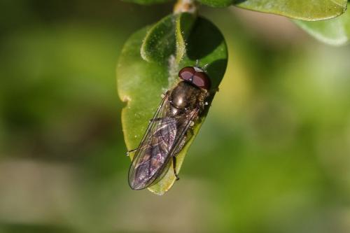 Réf. 216 529 : Platycheirus sp.